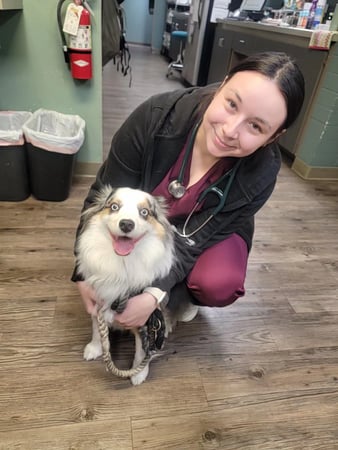 Images Adobe Animal Hospital