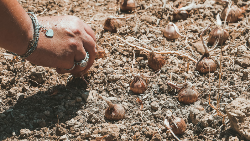 Images Altheca azienda agricola