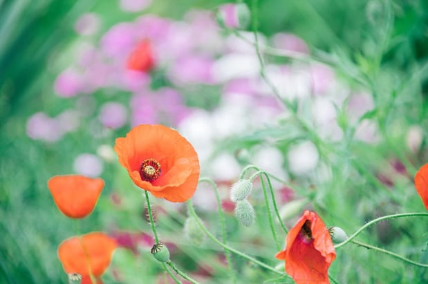 Images A Joy Story Photography