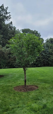 Images Dubons Landscaping LLC