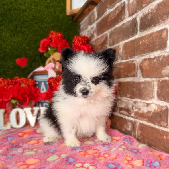 Puppies Direct Image