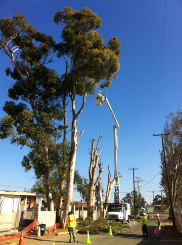 Wc Tree Service Corona