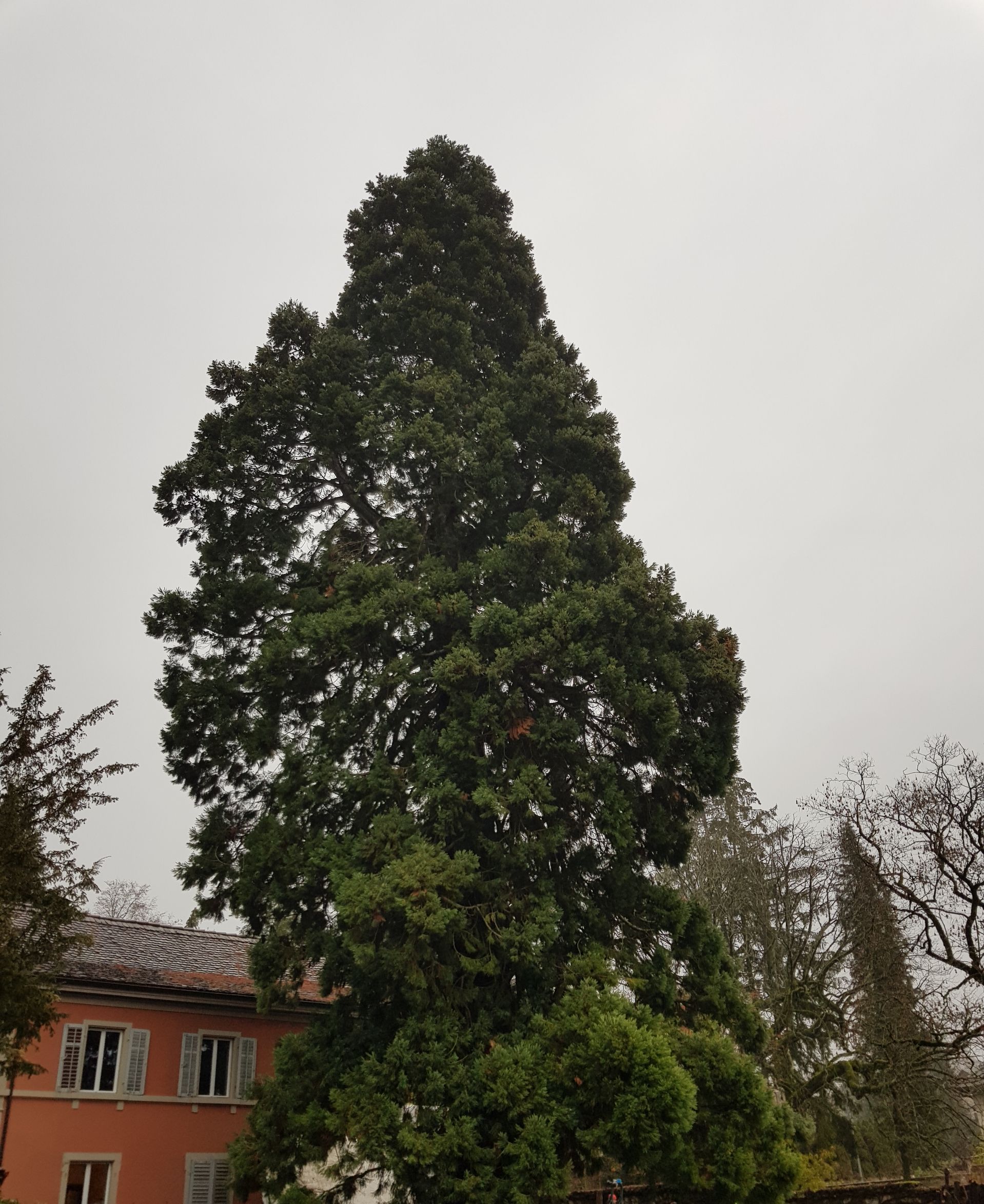 Baumpflege-Gallusser, Bergstrasse 3 in Hinteregg