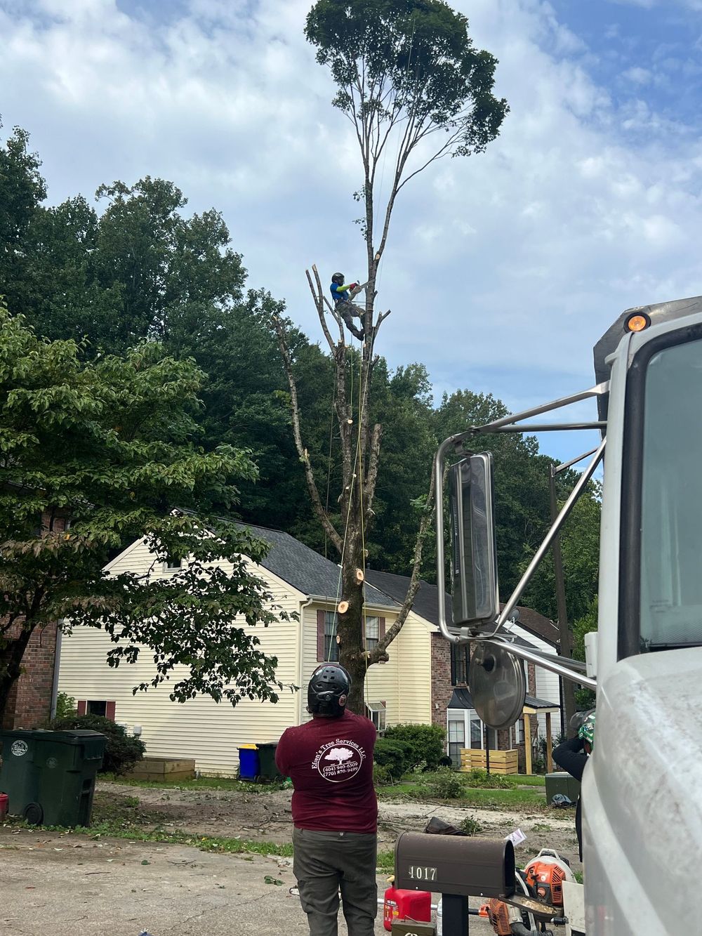 A professional tree removal service in action. One worker climbs high to trim branches while a ground technician monitors the site near a white truck and a suburban house.