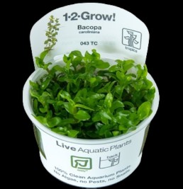 Seahorse Aquariums 6