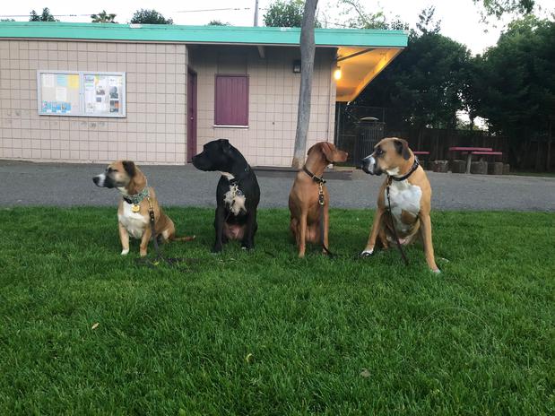 Images Pawfection Pet Care