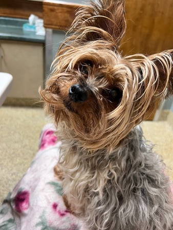 Images Union City Veterinary Medical Center & Emergency Clinic