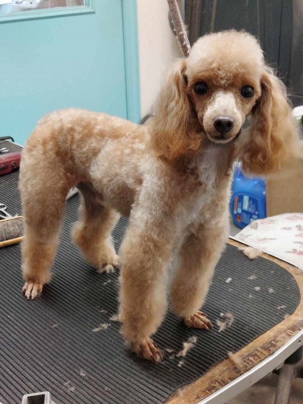 Images Dogs Only Grooming Service
