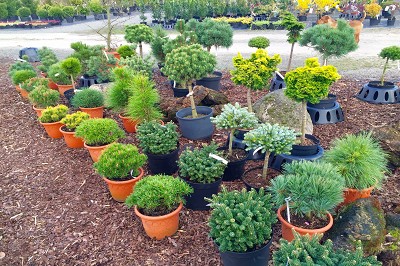 Bilder Wilhelm Kruse Baumschule