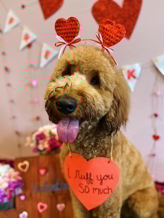 Images A Crate Escape