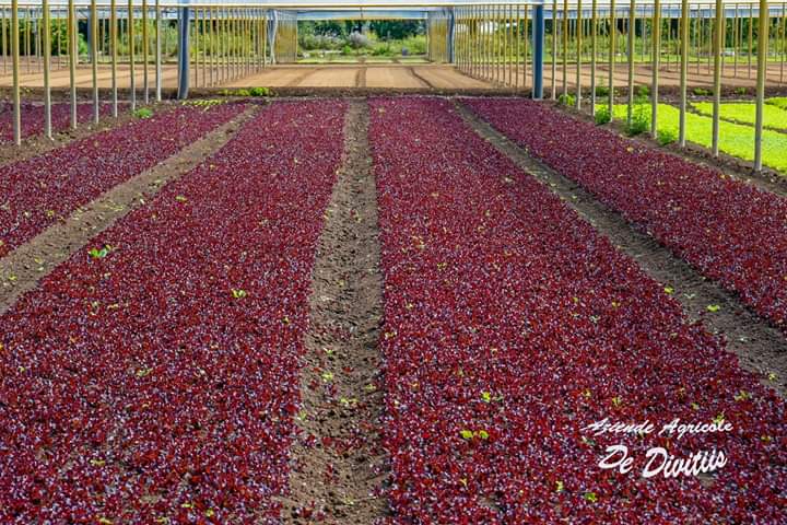 Images Aziende Agricole De Divitiis
