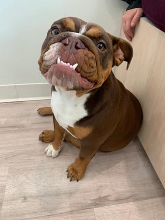 Images Petfolk Veterinary & Urgent Care - Mansfield