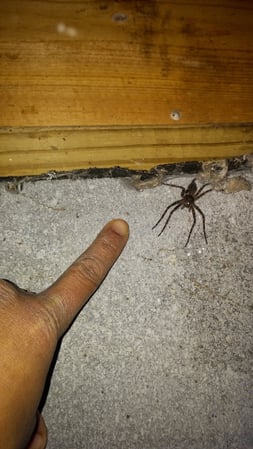 Images Smart Solutions Pest Management