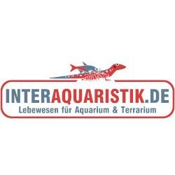 Logo Interaquaristik.de Zierfische, Wirbellose und Reptilien