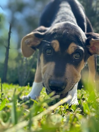 Images VCA Fleming Island Animal Hospital