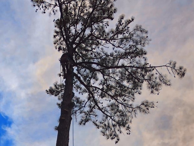 Images Broken Branch Tree Service LLC