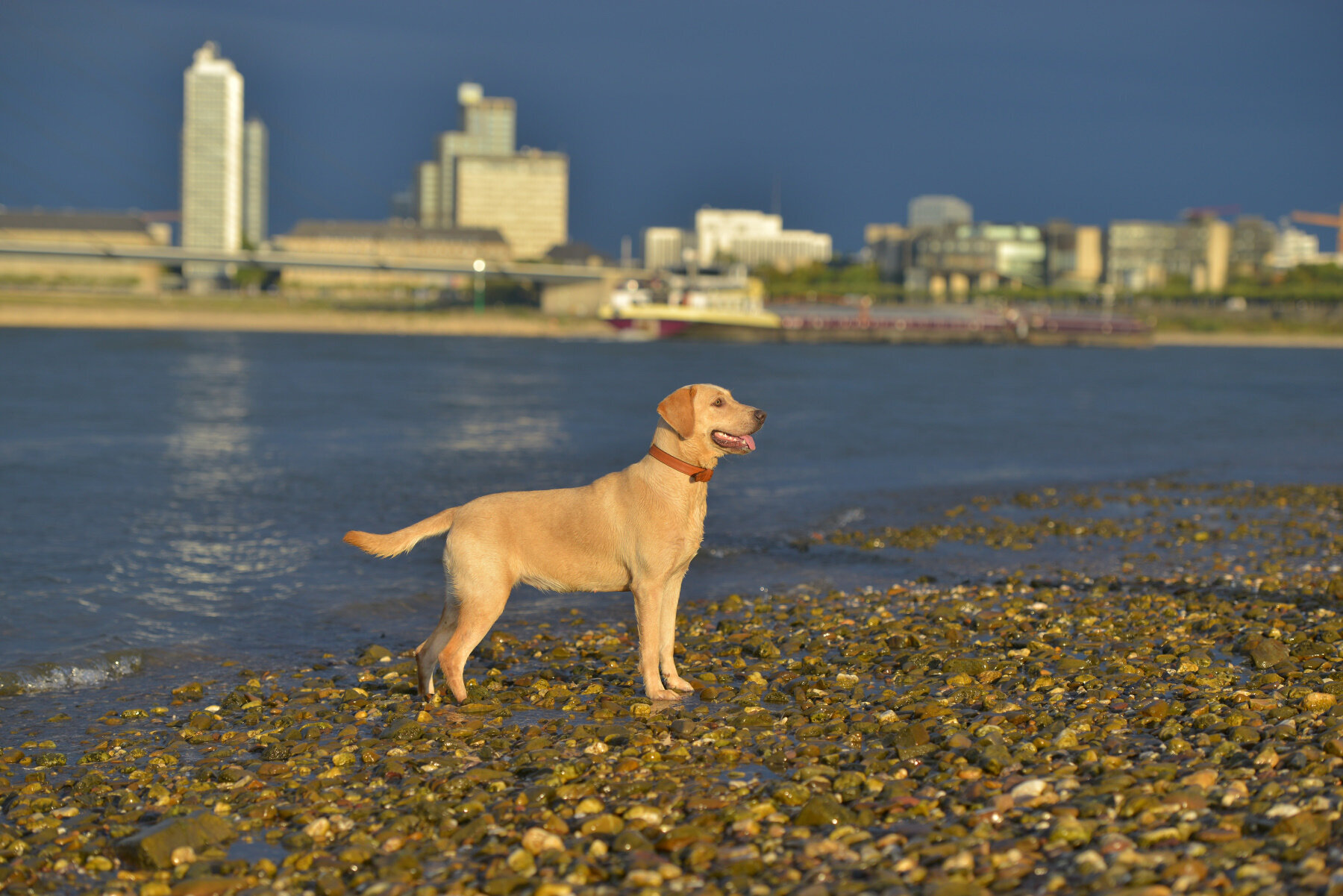 Bilder Hundezentrum Lapki