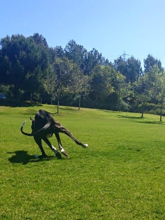 Images Del Mar Doggers dog walking, dog sitting, overnight stays