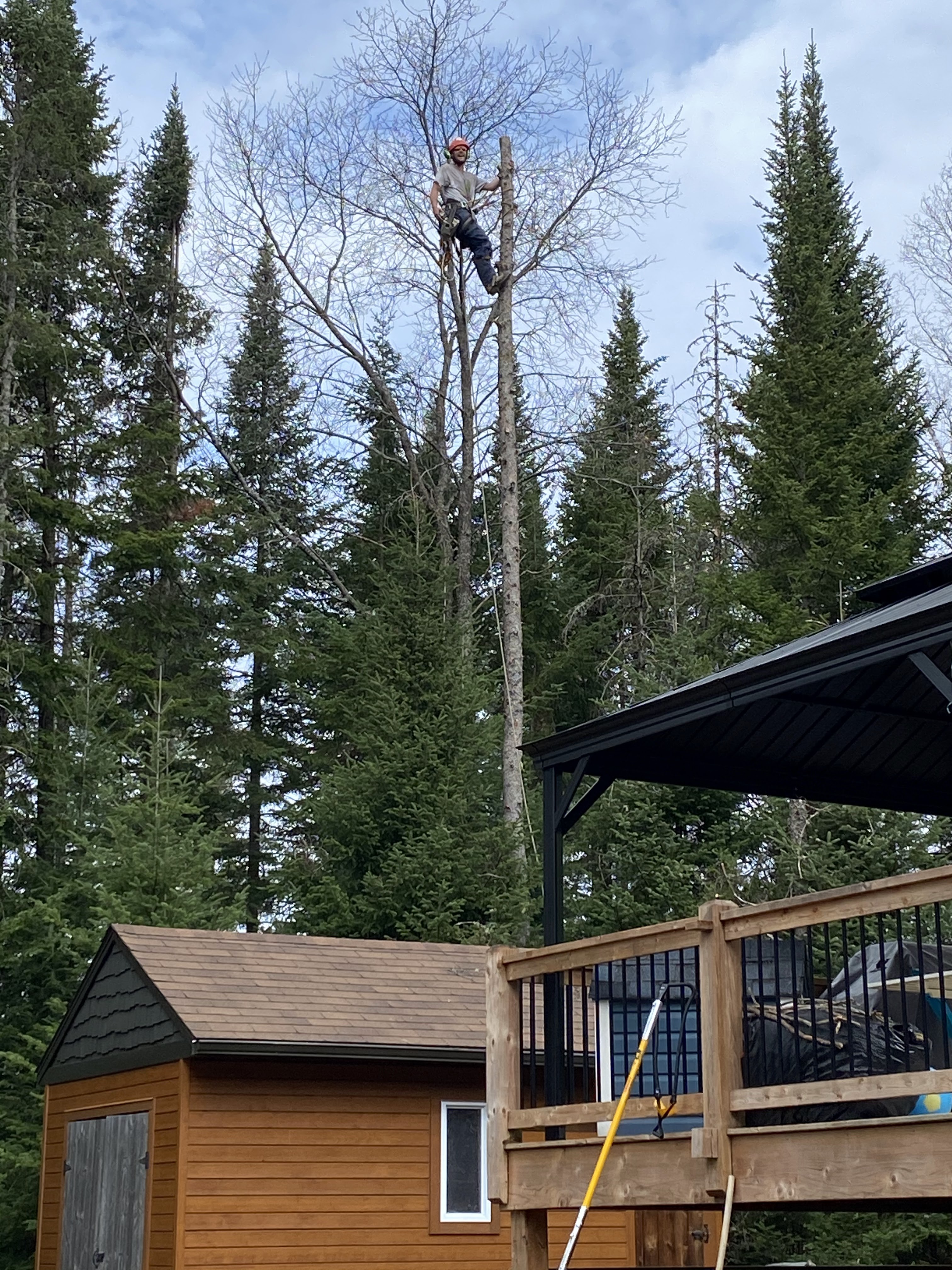 Images Élagage Frère d'Arbres