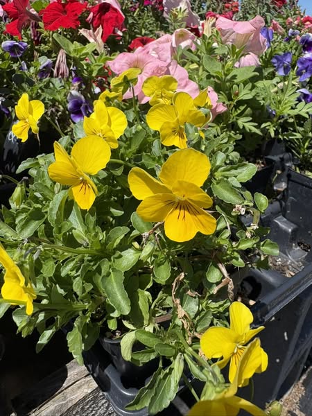 Images Bz's Happy Plants