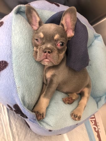 Images Melrose La Brea Animal Hospital