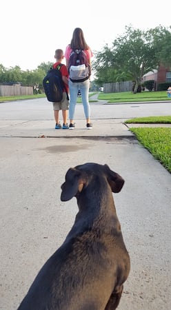 Images Sugar Land Pet Hospital