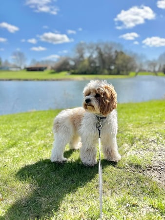 Images Leash and Love LLC
