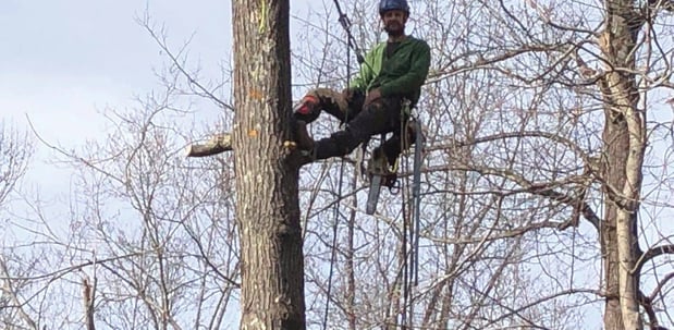 Images Greenway Tree Care