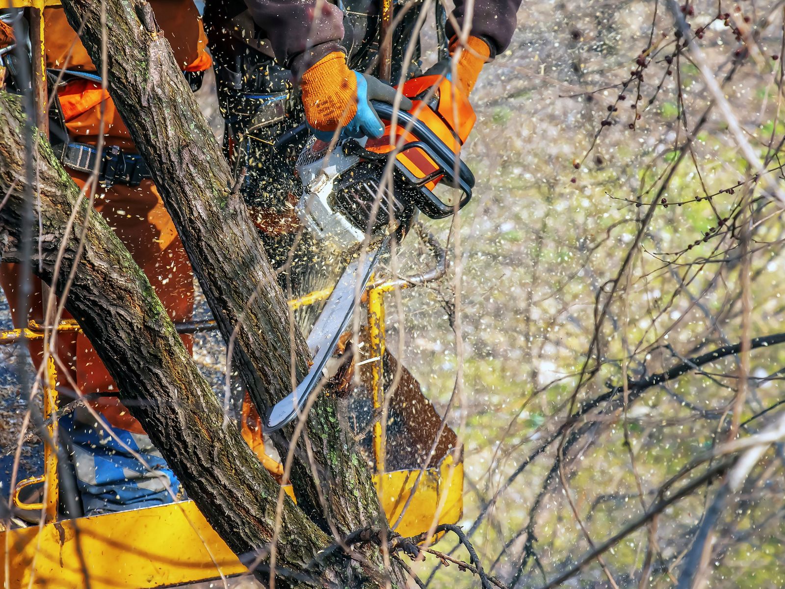 Elevated Tree Care