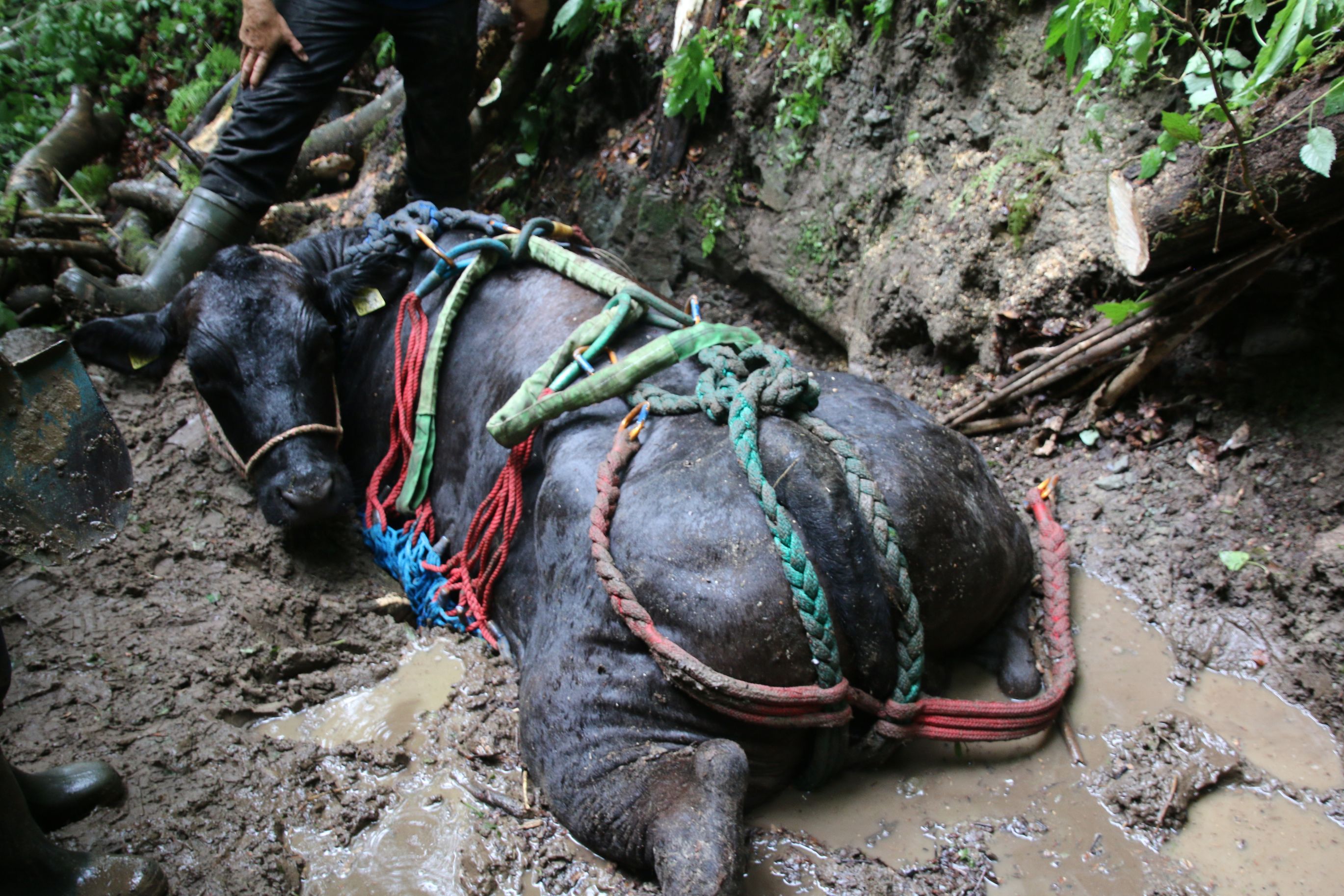 Bilder Alpinlift Helikopter AG