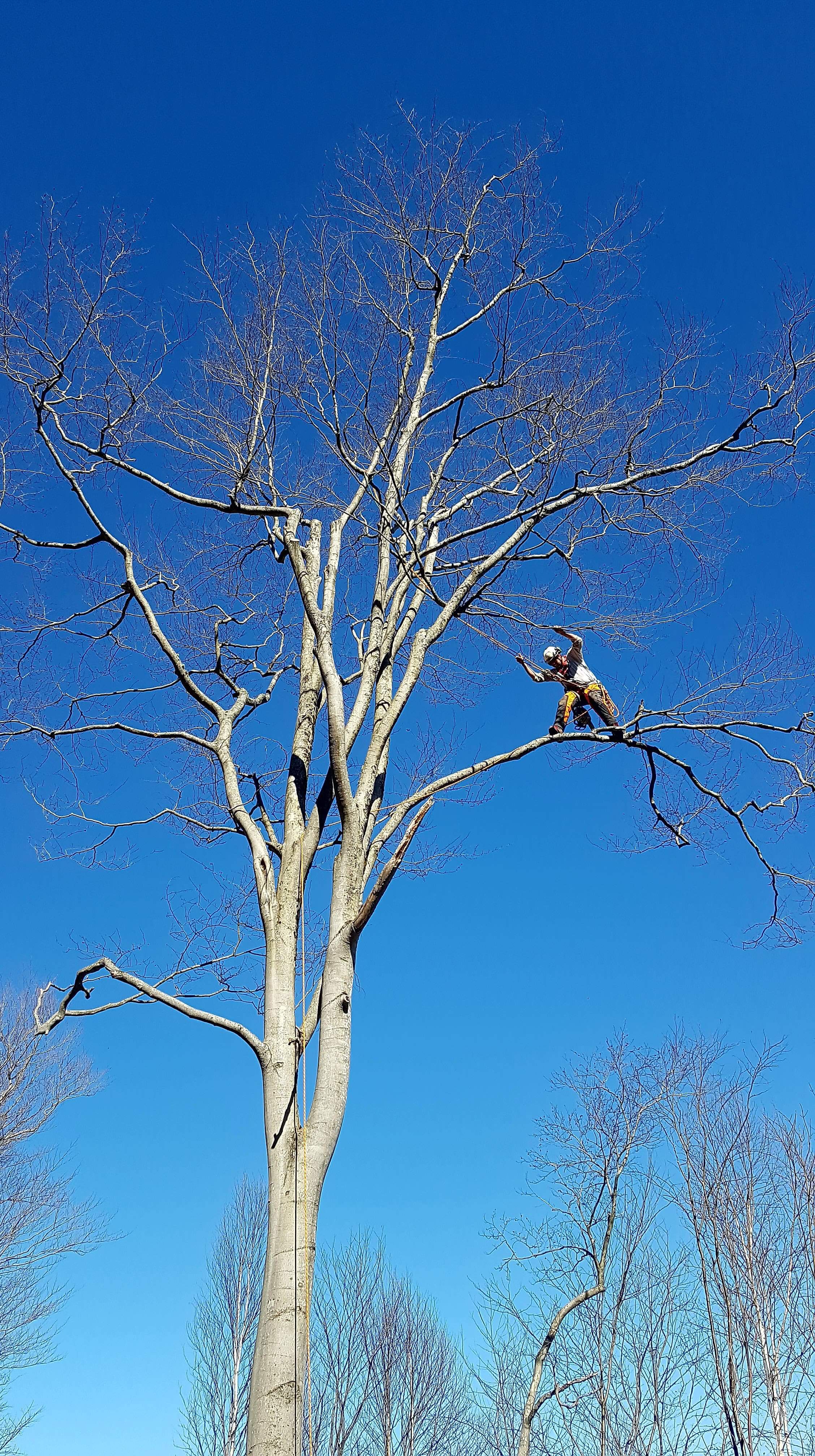 Images Élagage Frère d'Arbres