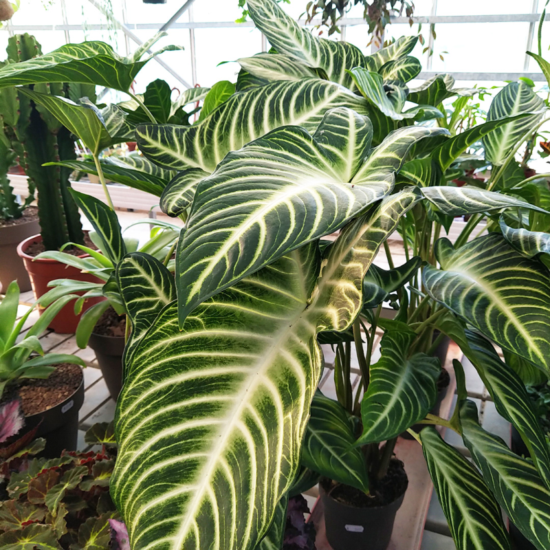 Images Vivaio Cerretani Roberto