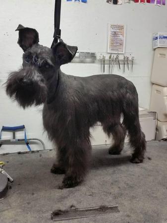 Images Happy Tails Groom & Board