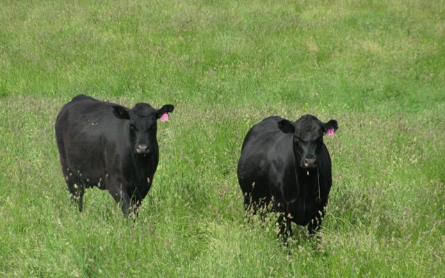 Images Monaro Livestock & Property Pty Ltd