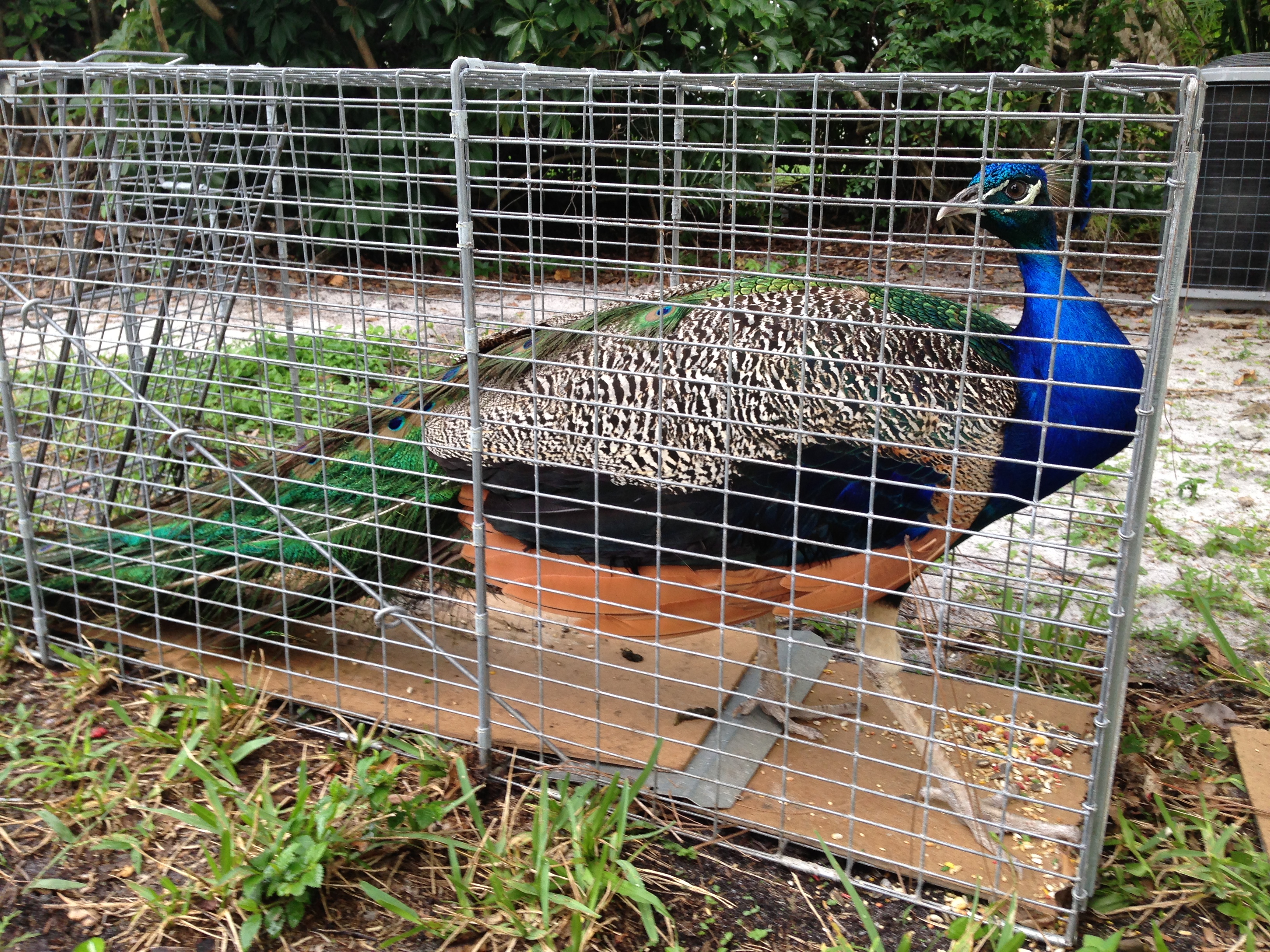 Boynton Beach, FL peacock removal