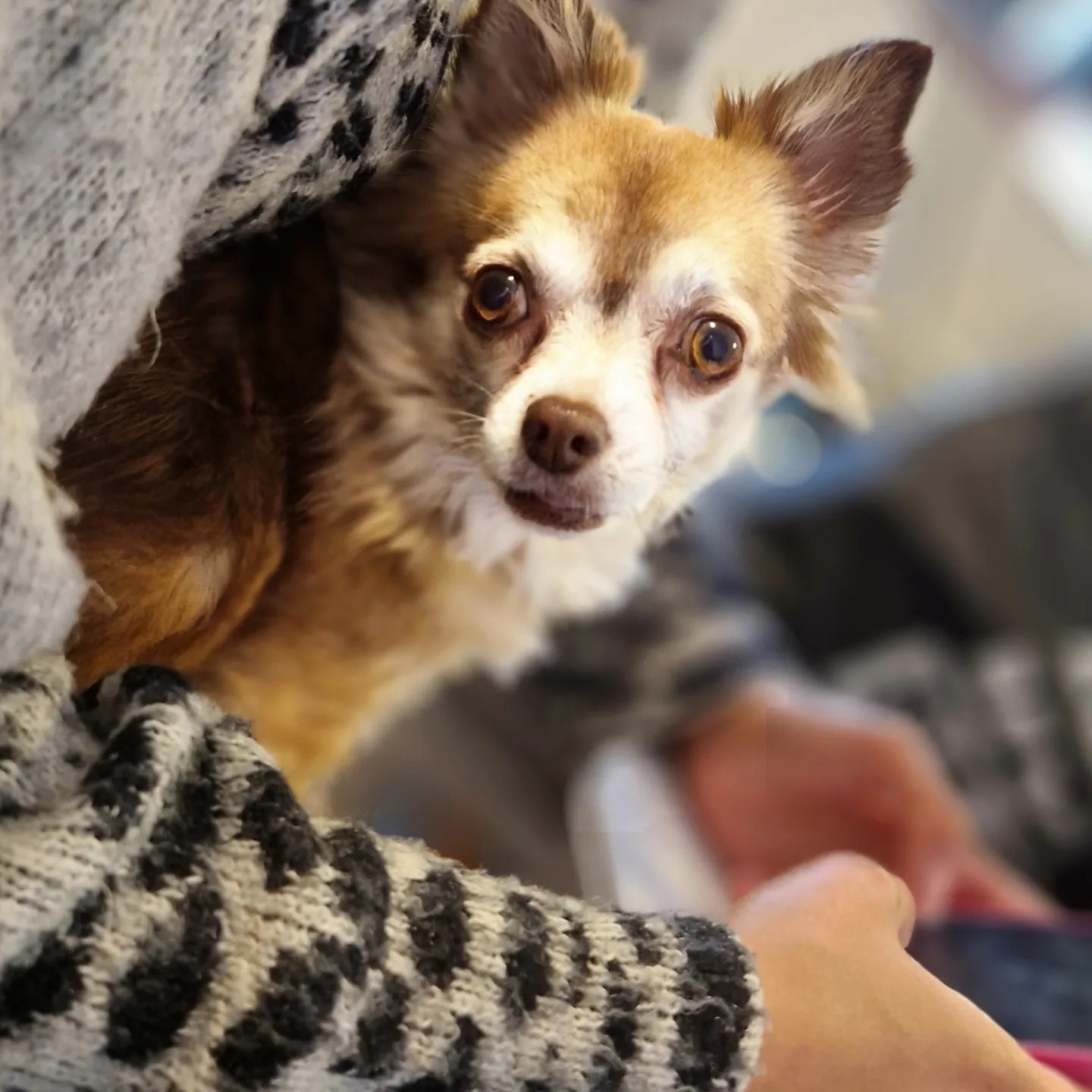 Images Streatham Hill Veterinary Surgery