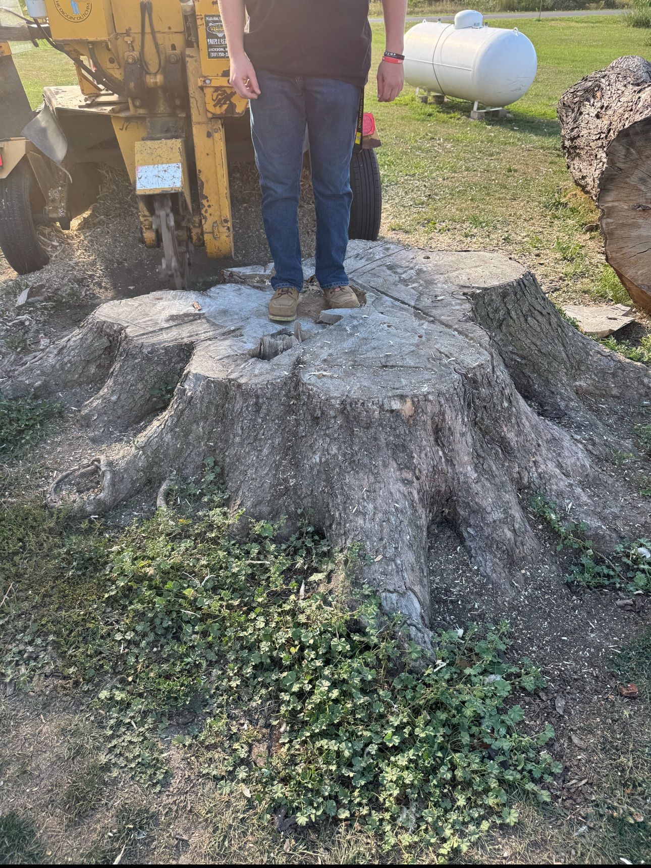 Black Swamp Tree Services Image