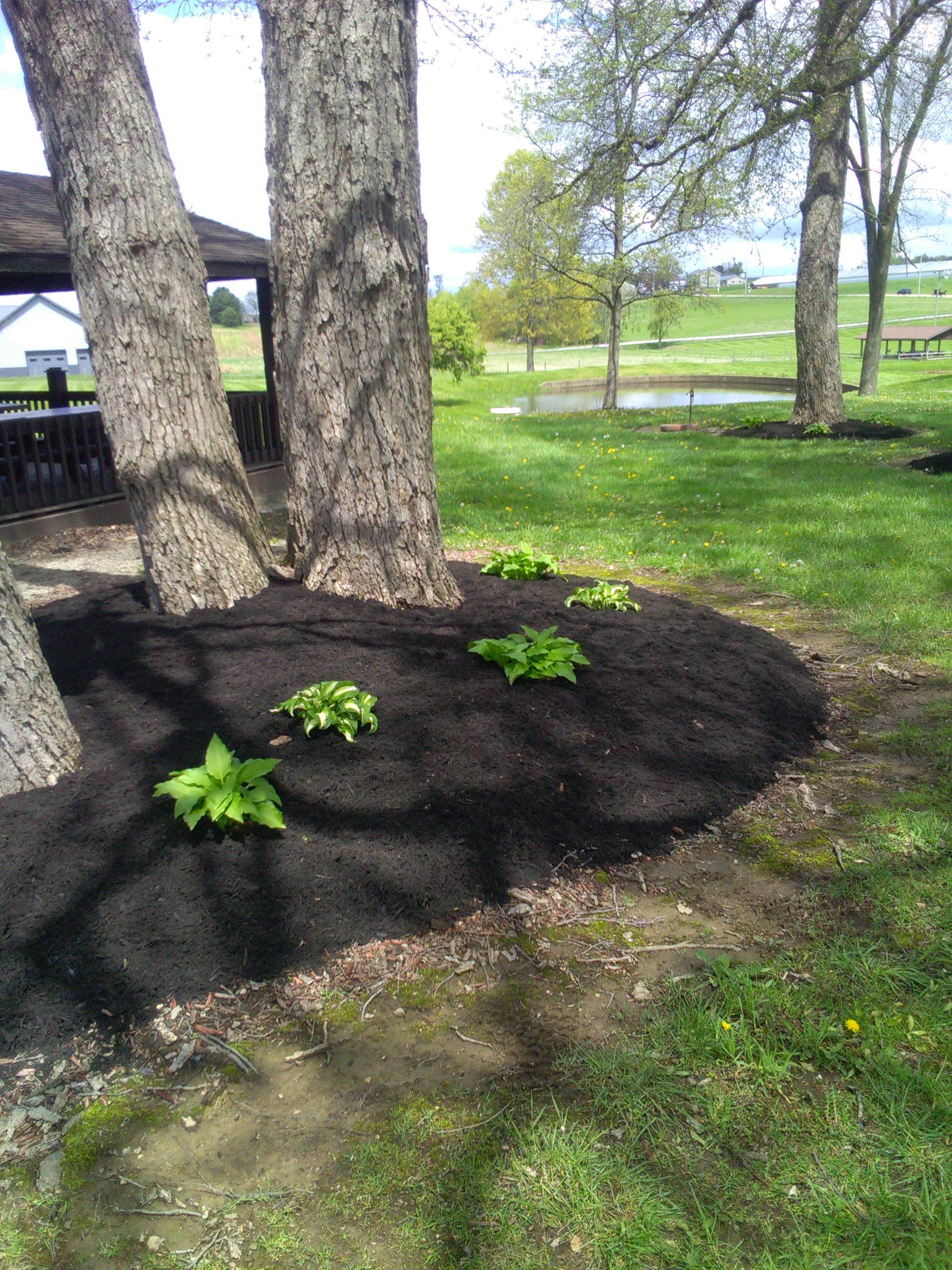 Working with fellow family-owned business, Kaufman Mulch in Millersburg, allows Steven to offer a wide selection and trusted quality. He guides homeowners and business owners to select the color and shred to best complement any building.