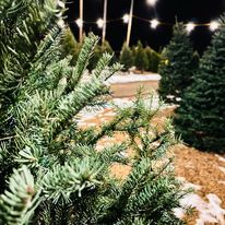 Fresh Cut Christmas Tree Lot