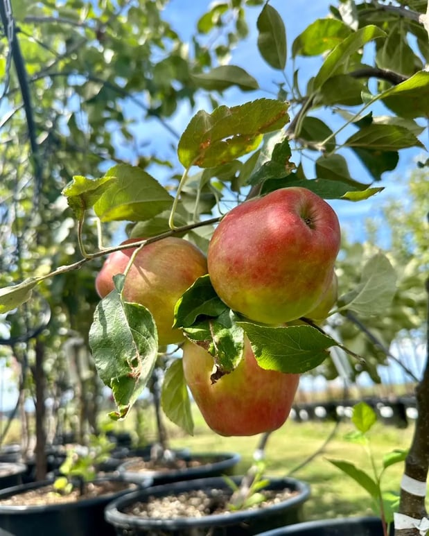 Images Orchard's Nursery