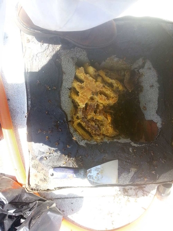 Images D-Tek Live Bee Removal