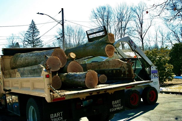 Images Evergreen Tree Service