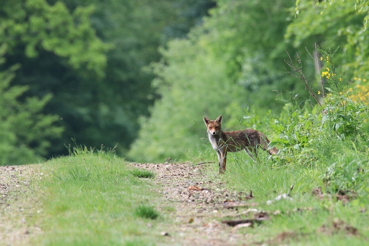 Images North Norfolk Deer Management