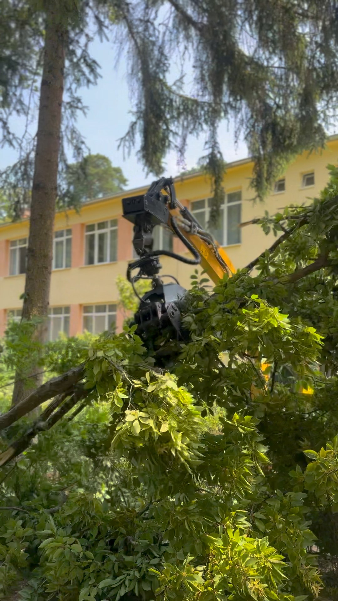 Images Furján Gábor - Veszélyes fák kivágása