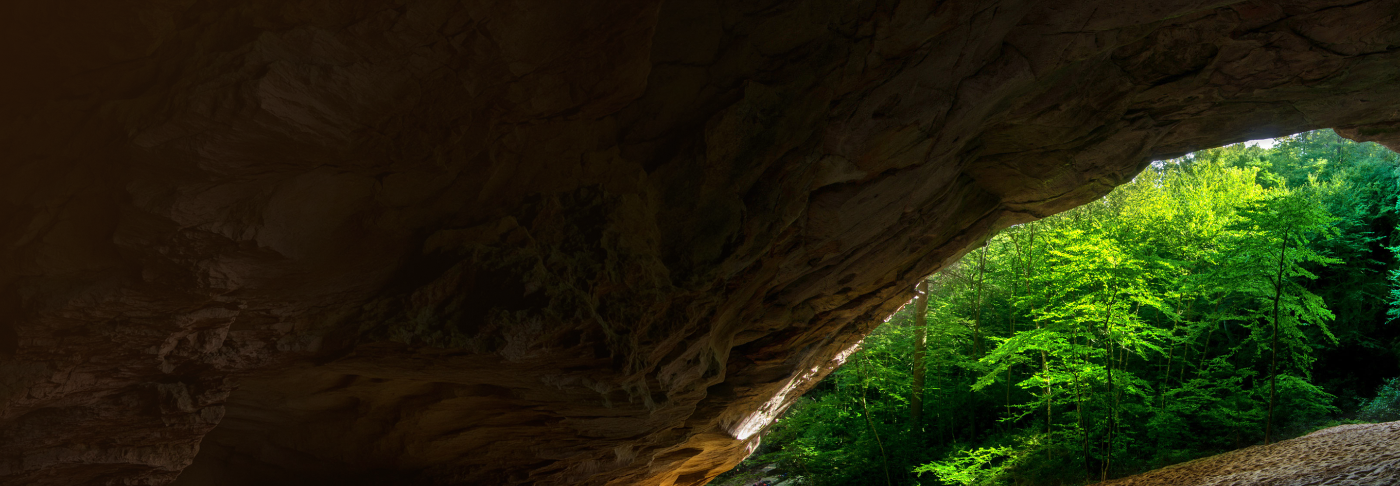 A slice of lush green forest seen from the inside of a cave.