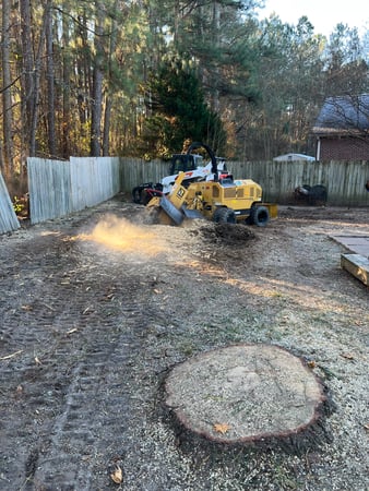 Images Carolina Tree Experts