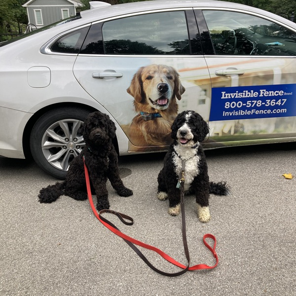 New Invisible Fence® dog trainees in Rush County, IN