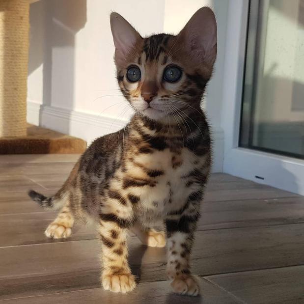 Images Exotic Kittens House