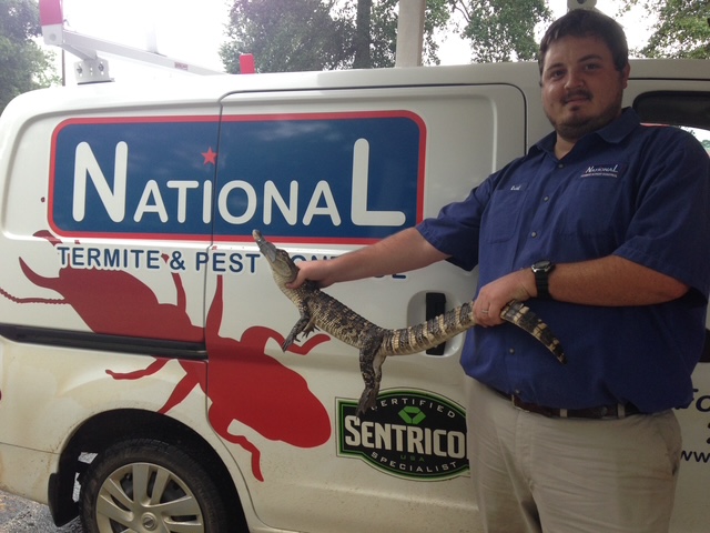 Pest control technician holding a reptile in front of National Termite & Pest Control service vehicle