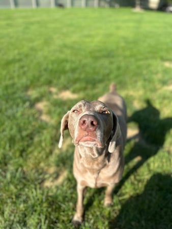 Images Leash and Love LLC